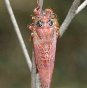 Pauropsalta mneme at Acton, ACT - 8 Dec 2020