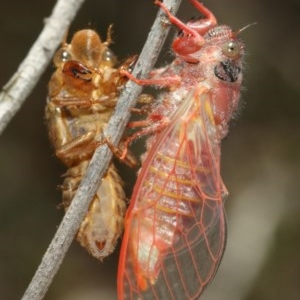 Pauropsalta mneme at Acton, ACT - 8 Dec 2020