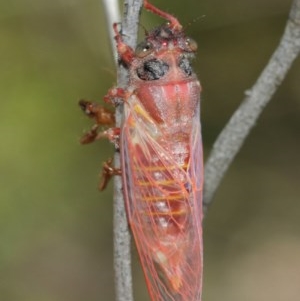 Pauropsalta mneme at Acton, ACT - 8 Dec 2020