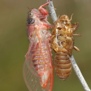 Pauropsalta mneme at Acton, ACT - 8 Dec 2020