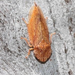 Stenocotis depressa at Acton, ACT - 8 Dec 2020