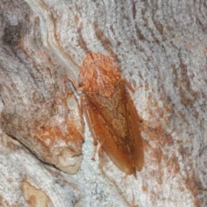 Stenocotis depressa at Acton, ACT - 8 Dec 2020