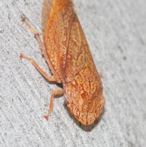 Stenocotis depressa at Acton, ACT - 8 Dec 2020