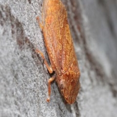 Stenocotis depressa at Acton, ACT - 8 Dec 2020 12:04 PM