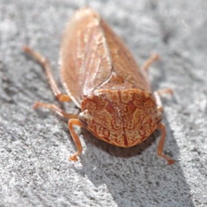 Stenocotis depressa at Acton, ACT - 8 Dec 2020