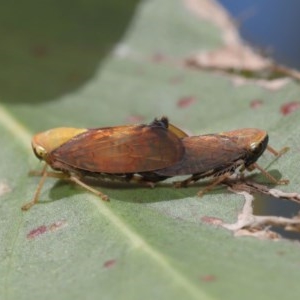 Brunotartessus fulvus at Acton, ACT - 4 Dec 2020