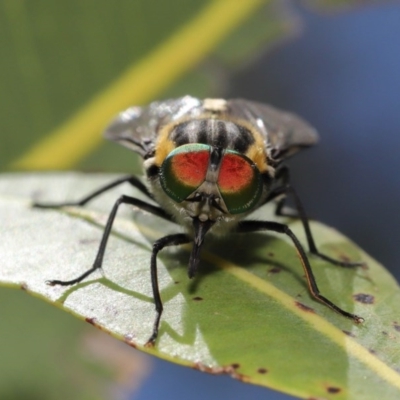 Scaptia sp. (genus) (March fly) at ANBG - 4 Dec 2020 by TimL