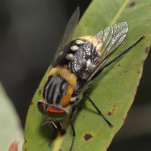 Scaptia sp. (genus) at Acton, ACT - 4 Dec 2020