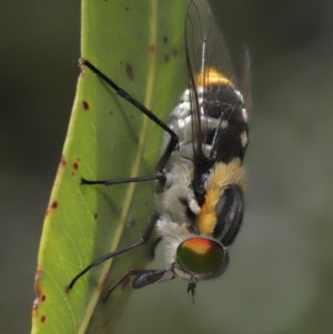 Scaptia sp. (genus) at Acton, ACT - 4 Dec 2020