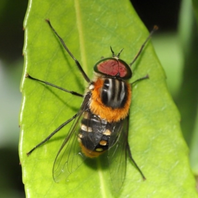 Scaptia sp. (genus) (March fly) at ANBG - 4 Dec 2020 by TimL