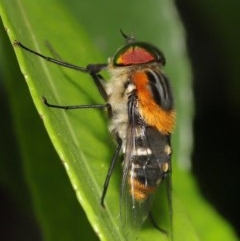 Scaptia sp. (genus) at Acton, ACT - 4 Dec 2020