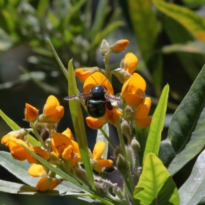 Xylocopa (Lestis) aerata (Golden-Green Carpenter Bee) at Acton, ACT - 4 Dec 2020 by TimL