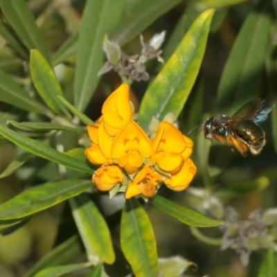Xylocopa (Lestis) aerata (Golden-Green Carpenter Bee) at Acton, ACT - 9 Dec 2020 by TimL