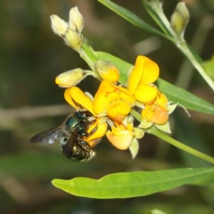 Xylocopa (Lestis) aerata at Acton, ACT - 10 Dec 2020