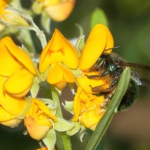 Xylocopa (Lestis) aerata at Acton, ACT - 10 Dec 2020