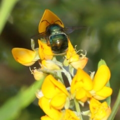 Xylocopa (Lestis) aerata at Acton, ACT - 10 Dec 2020