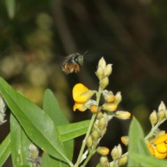 Xylocopa (Lestis) aerata at Acton, ACT - 10 Dec 2020