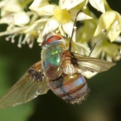 Entomophthora sp. (genus) at Acton, ACT - 8 Dec 2020 12:59 PM