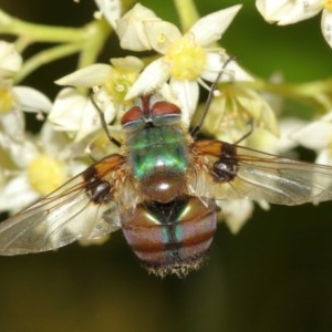 Entomophthora sp. (genus) at Acton, ACT - 8 Dec 2020 12:59 PM