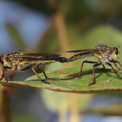 Zosteria rosevillensis (A robber fly) at ANBG - 4 Dec 2020 by TimL