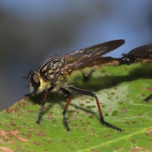 Zosteria rosevillensis at Acton, ACT - 4 Dec 2020