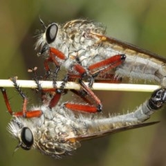 Zosteria sp. (genus) (Common brown robber fly) at ANBG - 8 Dec 2020 by TimL