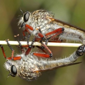 Zosteria sp. (genus) at Acton, ACT - 8 Dec 2020