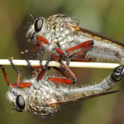 Zosteria sp. (genus) (Common brown robber fly) at ANBG - 8 Dec 2020 by TimL