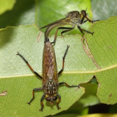 Zosteria rosevillensis (A robber fly) at ANBG - 8 Dec 2020 by TimL