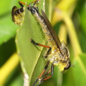 Zosteria rosevillensis at Acton, ACT - 8 Dec 2020