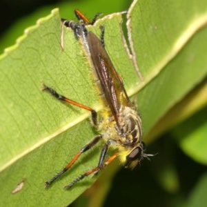 Zosteria rosevillensis at Acton, ACT - 8 Dec 2020