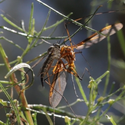 Cerdistus sp. (genus) (Slender Robber Fly) at Watson, ACT - 4 Dec 2020 by TimL