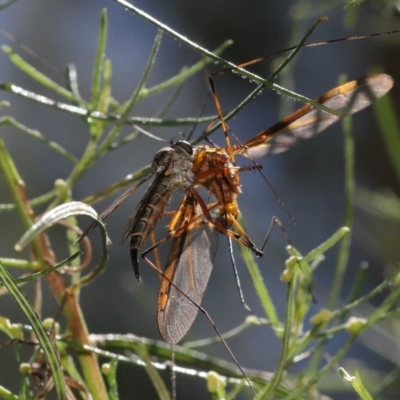 Cerdistus sp. (genus) (Yellow Slender Robber Fly) at Watson, ACT - 4 Dec 2020 by TimL