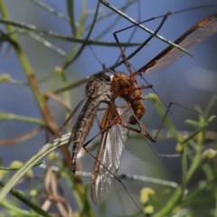 Cerdistus sp. (genus) at Watson, ACT - 4 Dec 2020