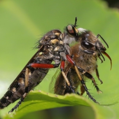 Thereutria amaraca (Spine-legged Robber Fly) at ANBG - 4 Dec 2020 by TimL