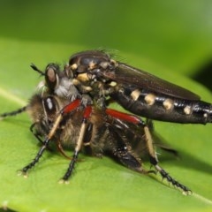 Thereutria amaraca at Acton, ACT - 4 Dec 2020