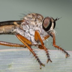 Cerdistus sp. (genus) (Yellow Slender Robber Fly) at ANBG - 8 Dec 2020 by TimL