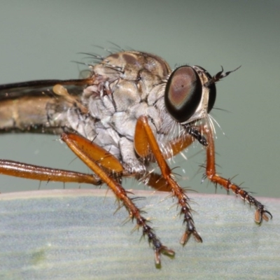 Cerdistus sp. (genus) (Yellow Slender Robber Fly) at Acton, ACT - 8 Dec 2020 by TimL