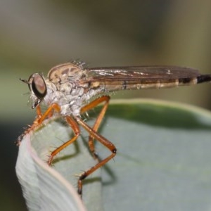 Cerdistus sp. (genus) at Acton, ACT - 8 Dec 2020