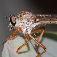 Cerdistus sp. (genus) at Acton, ACT - 8 Dec 2020 12:34 PM