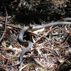 Pseudonaja textilis at Acton, ACT - 4 Dec 2020