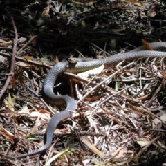 Pseudonaja textilis (Eastern Brown Snake) at Acton, ACT - 4 Dec 2020 by TimL