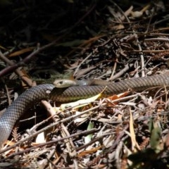 Pseudonaja textilis at Acton, ACT - 4 Dec 2020 02:24 PM