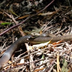 Pseudonaja textilis (Eastern Brown Snake) at ANBG - 4 Dec 2020 by TimL