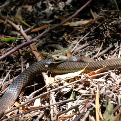 Pseudonaja textilis (Eastern Brown Snake) at Acton, ACT - 4 Dec 2020 by TimL