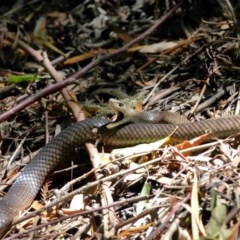 Pseudonaja textilis at Acton, ACT - 4 Dec 2020