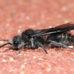 Mutillidae (family) (Unidentified Mutillid wasp or velvet ant) at Acton, ACT - 6 Dec 2020 by TimL