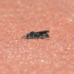 Mutillidae (family) at ANBG - 6 Dec 2020