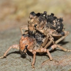 Aades cultratus (Weevil) at ANBG - 7 Dec 2020 by TimL