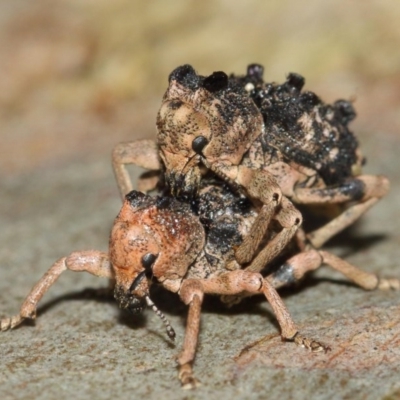 Aades cultratus (Weevil) at ANBG - 7 Dec 2020 by TimL